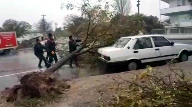 Menteşe'deki Fırtınada Ağaç Kökünden Söküldü, Aracın Üzerine Devrildi