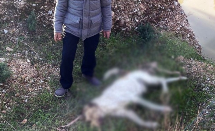 Bodrum'da Bir Çoban Köpeği İşkence Yapılarak Katledildi!