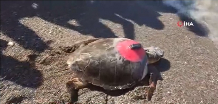 İztuzu Plajı'nda Yaralı Bulunup Tedavi Edilen Kaplumbağa Tuba Hırvatistan'a Ulaştı