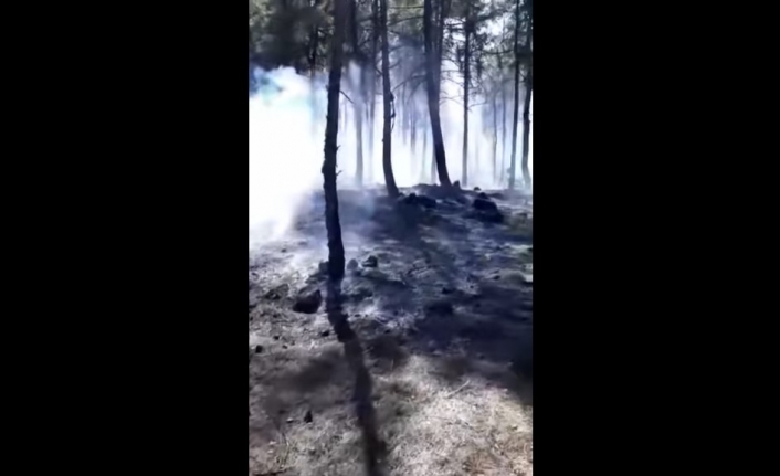 Menteşe'de Orman Yangını!