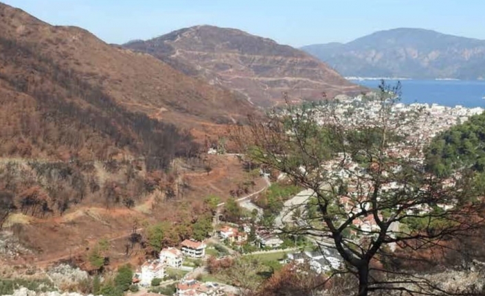 Muğla ve Antalya'daki Orman Yangınlarının Etkileri Raporu Yayımlandı