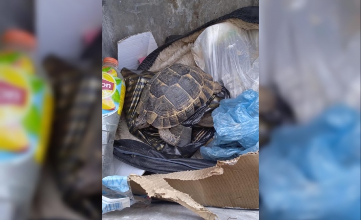 Bodrum'daki Kaplumbağayı Çöpe Atmışlar