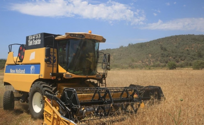 Bodrum'daki Karaova’da Karakılçık Buğdayı Hasadı Yapıldı