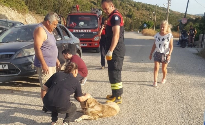 Datça'da Otomobilin Altına Sıkışan Köpeği İtfaiye Kurtardı